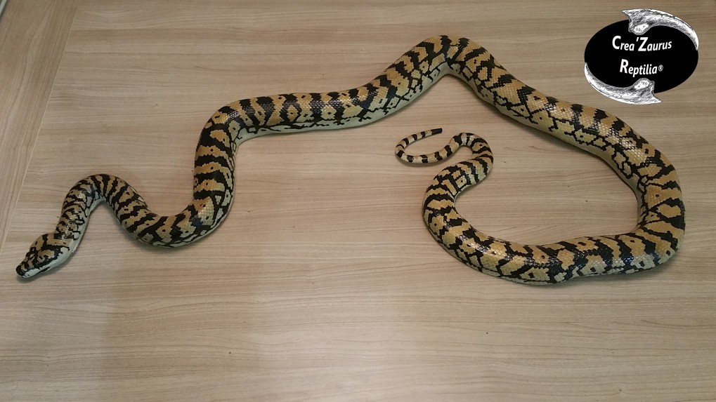 Morelia Spilota 3D