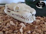 Crâne python molure